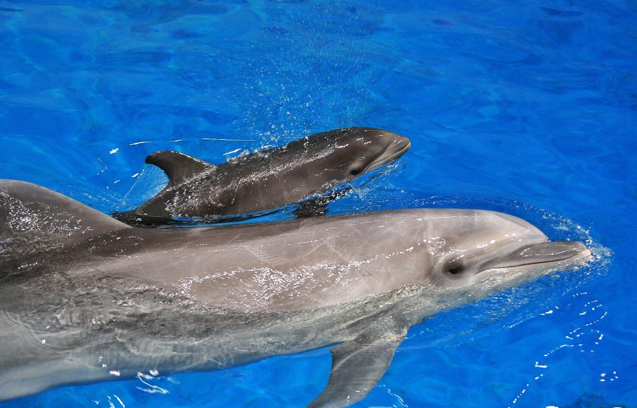国内首例混血鲸豚兽满月