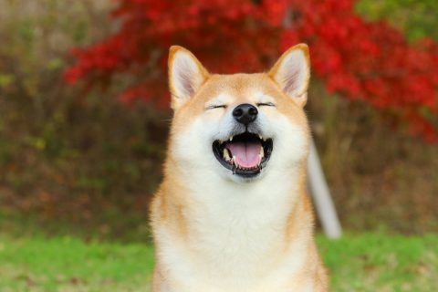 柴犬是否会慢性中暑 轻微肚泻与食欲不振都是征兆 腾讯新闻