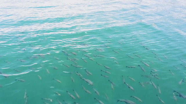 云南抚仙湖再现"青鱼阵"