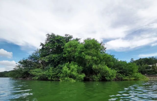 【看·清溪】契爷石水库"湖心岛" 吸引超多鸟类栖居打卡