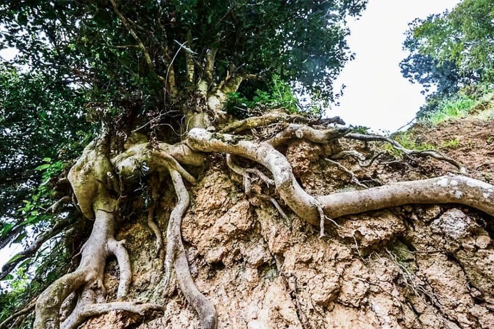 生长百年的树,根系较发达,能获取土壤深层的矿物质成分,吸收丰富充足