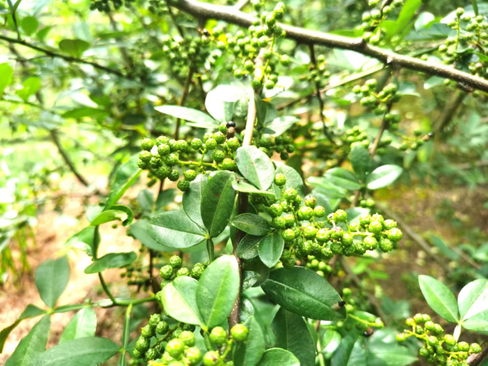 富民县青花椒产业初见成效