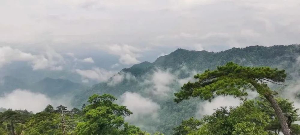 線路:天目山景區-天目大峽谷景區-太湖源景區天目山中禮禪茶(中部)02