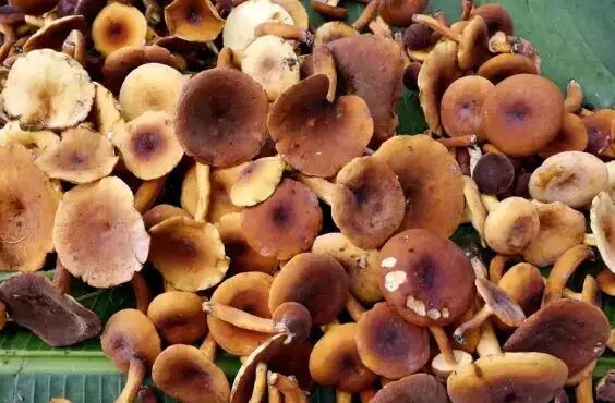 云南广大人民群众收到省卫健委预防吃菌中毒专属短信