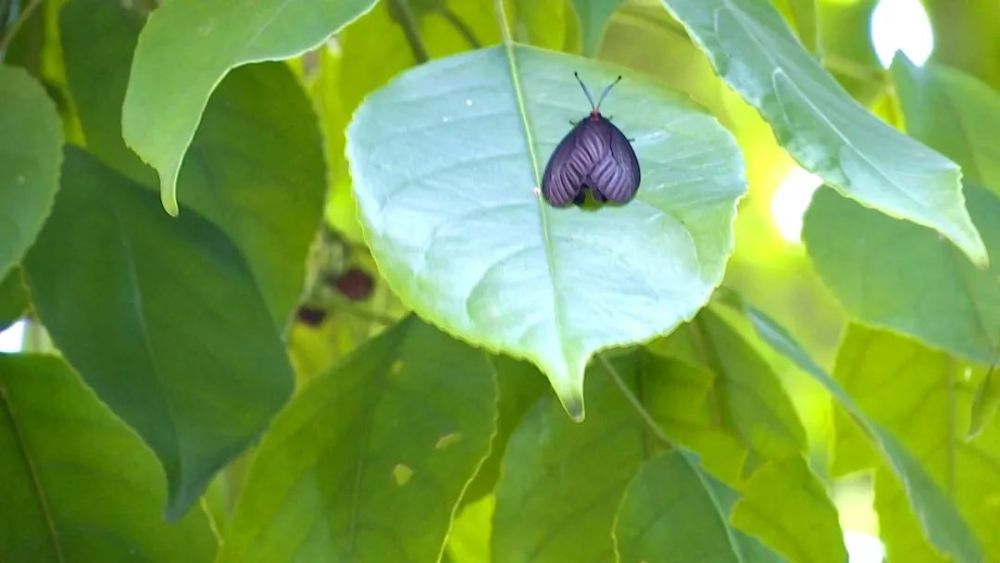 头皮发麻韶关市区这条路出现大量的黑色飞蛾