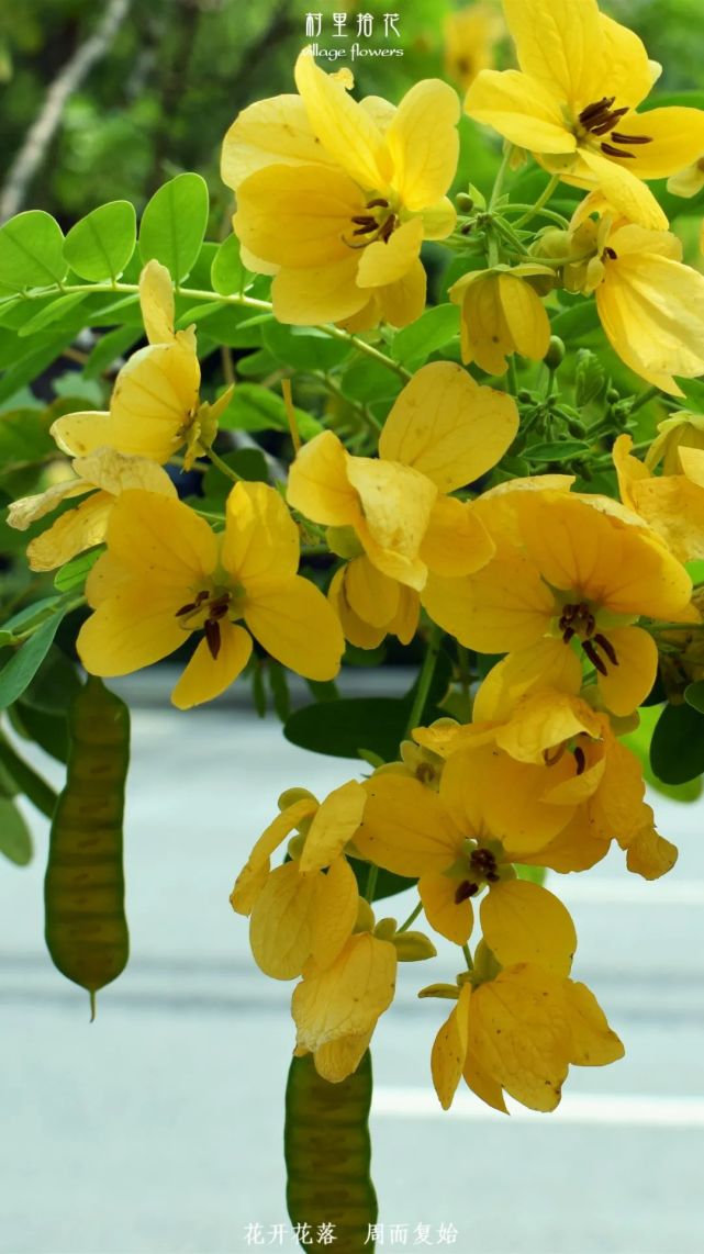 黄槐决明一树金黄的花很多但可别弄混了