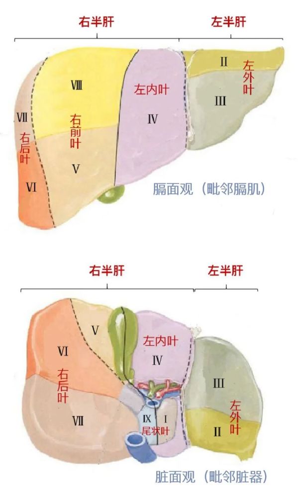 肝脏被分左,右半肝,五叶,Ⅰ~Ⅸ九段.
