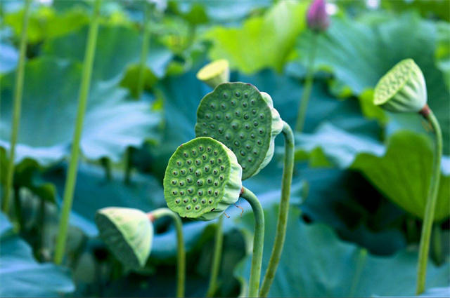 季夏莲蓬诗词六首:荷花正闹莲蓬嫩,蜡房仰卧万花枝