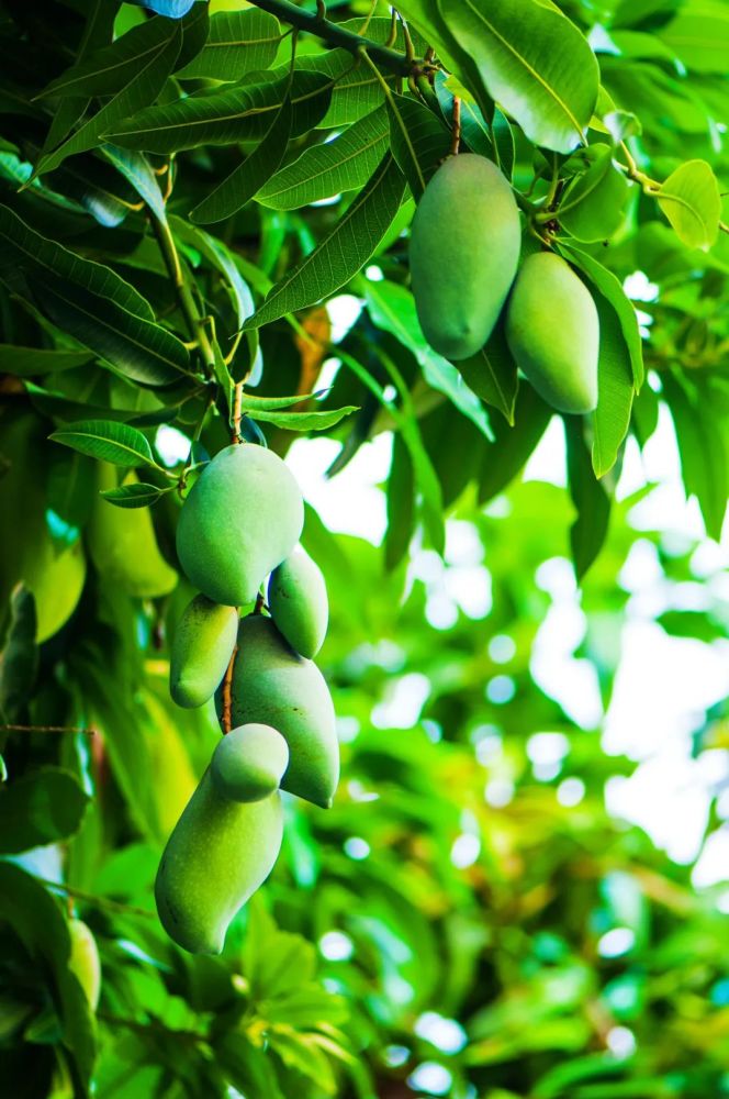 有的似牛角,成熟的色彩给它们涂上了迷人的红晕,一棵棵芒果树给城市