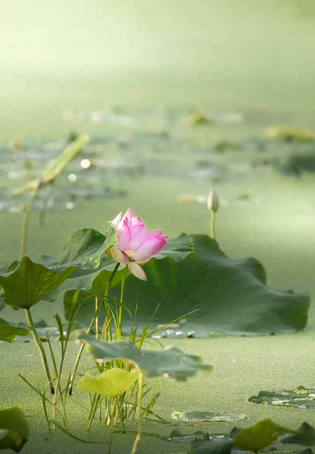夏荷盛放!高清大图带你观赏鼎湖这个"花鸟世界"
