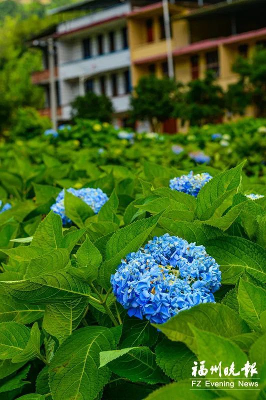超百亩花海 就在闽侯廷坪 腾讯新闻