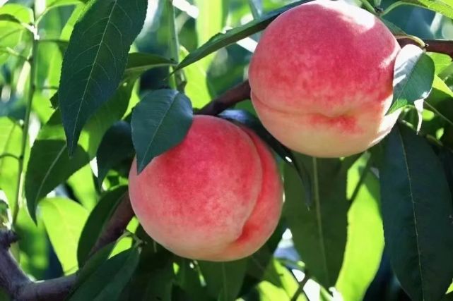 好吃的平谷大仙桃来了,全北京包邮到家!_腾讯新闻