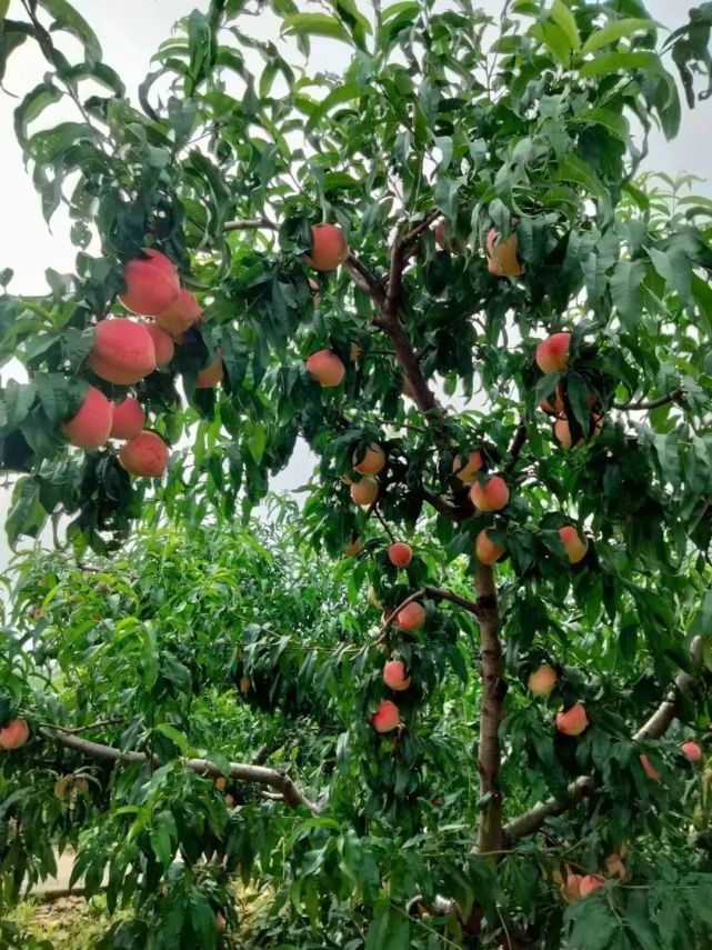 满树的大桃,让人垂涎欲滴!先看看图:这桃子有多好吃呢?
