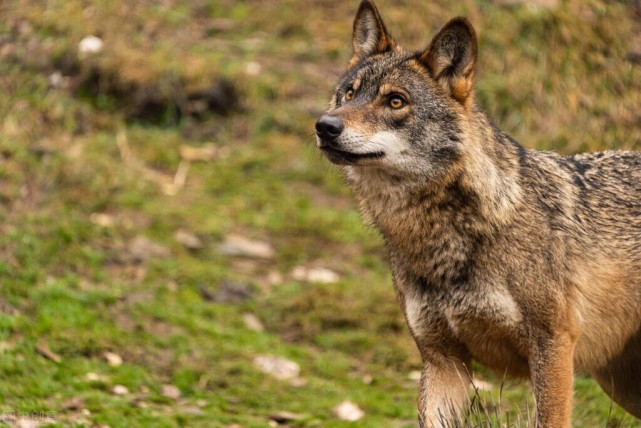 1975年,东北一狼王冒死硬闯醉酒兽医家,原来是为救治重伤母狼