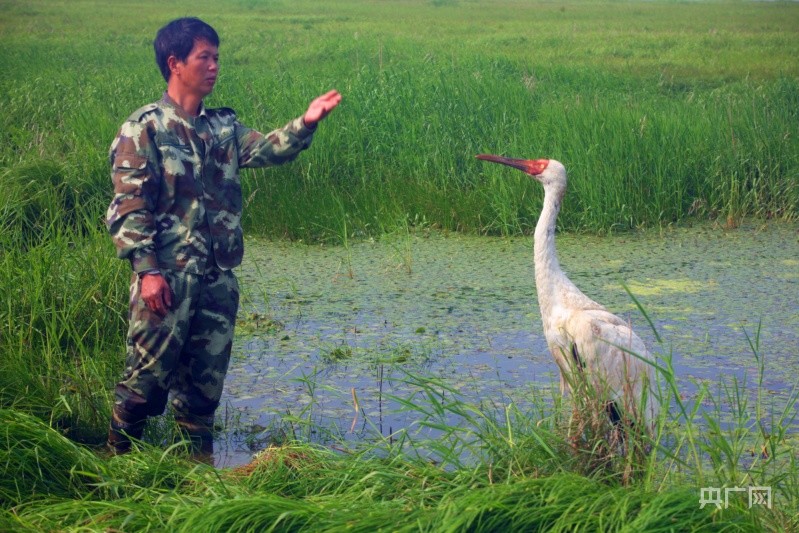 凡人微光像保护眼睛一样呵护鄱阳湖的候鸟