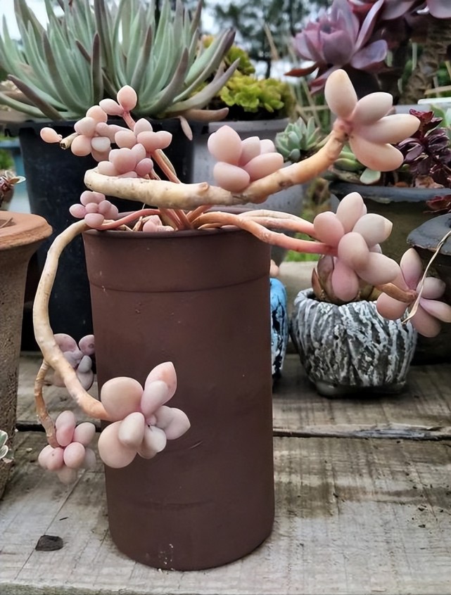 经典的普货多肉艾伦,圆滚滚的叶片真可爱,新手也能养成小老桩