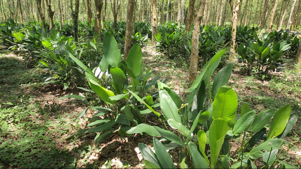 郑定华介绍,在橡胶林下发展柊叶种植这种复合种植模式,具有较好的经济