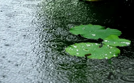 夏天的雨,往往来时风驰电掣,翻天覆地,去时风平浪静,几许清凉,干脆