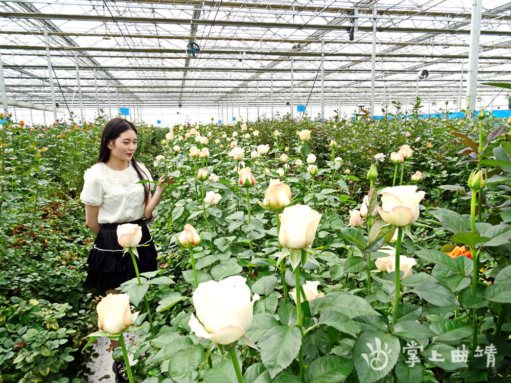 走進馬龍愛必達園藝科技有限公司,在玫瑰花種植大棚內,當地群眾正在剪