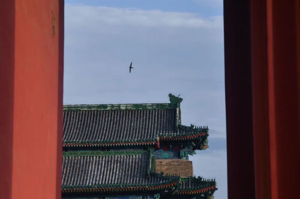 北京雨燕：一只“念旧”的鸟，再见时又是春天