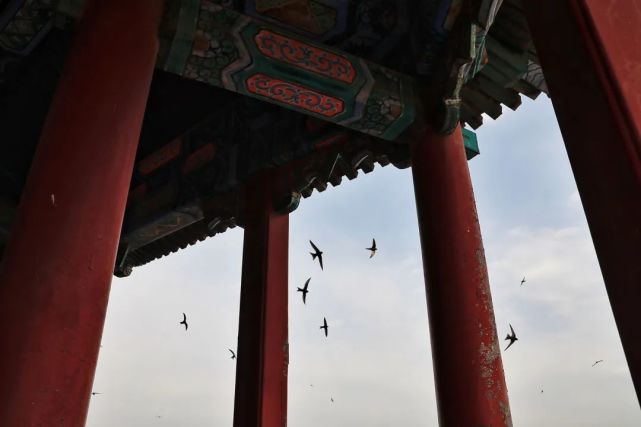 北京雨燕:一只念旧的鸟,再见时又是春天