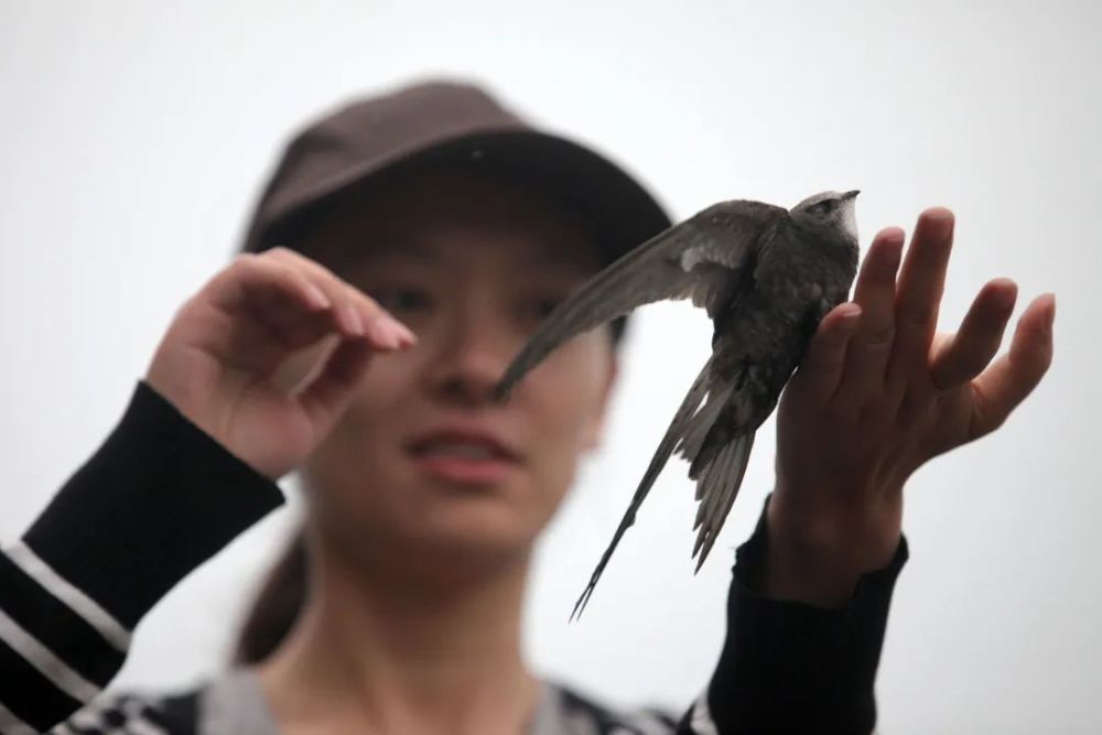 北京雨燕：一只“念旧”的鸟，再见时又是春天