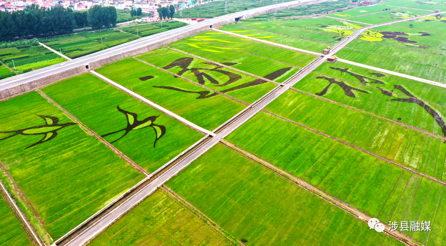 东山大地景观"稻梦田园"正值欣赏季,快来涉县打卡吧!