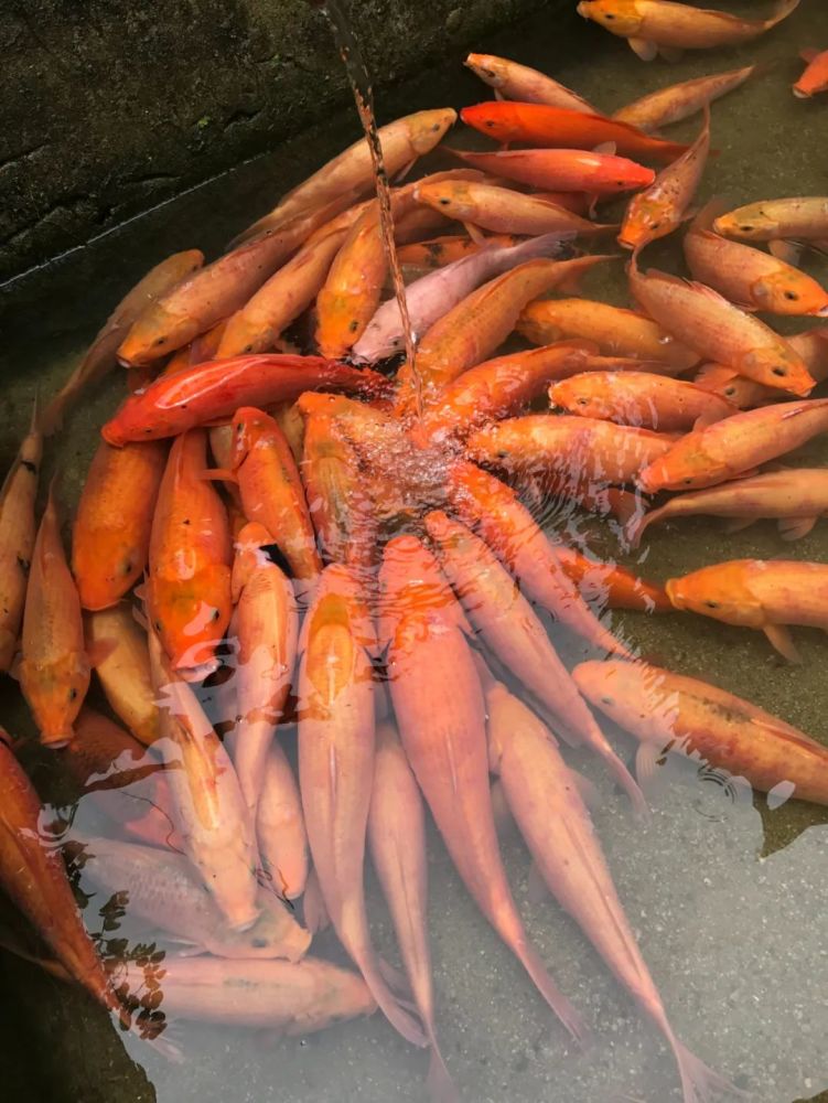 36年前农民日报头版头条报道青田稻鱼共生模式