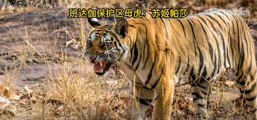 母老虎們捉對廝殺演繹猛獸的淘汰法則