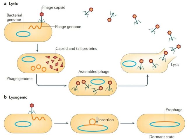噬菌体是以细菌为宿主的病毒,根据其是否裂解宿主可分为烈性噬菌体和