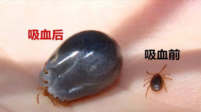 蜱虫,是一种吸血性寄生虫.