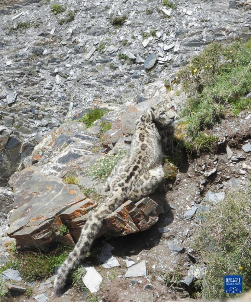 青海生态管护员近距离拍到雪豹图