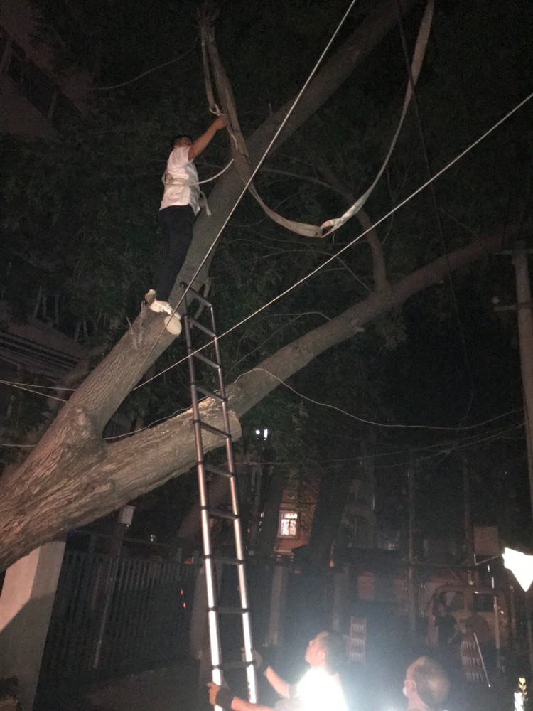 十余米高大树倒了，砸在电线上！多部门紧急连夜抢修七年级下册数学书
