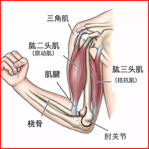 训练手臂的力量健身,主要由臂屈伸和臂弯举两个肘臂相反动作加上手臂
