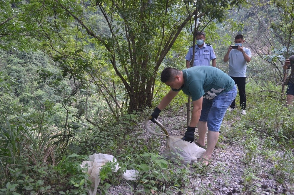 用自制铁丝笼捕30条王锦蛇,郴州3人被抓,宾馆的异味泄露线索