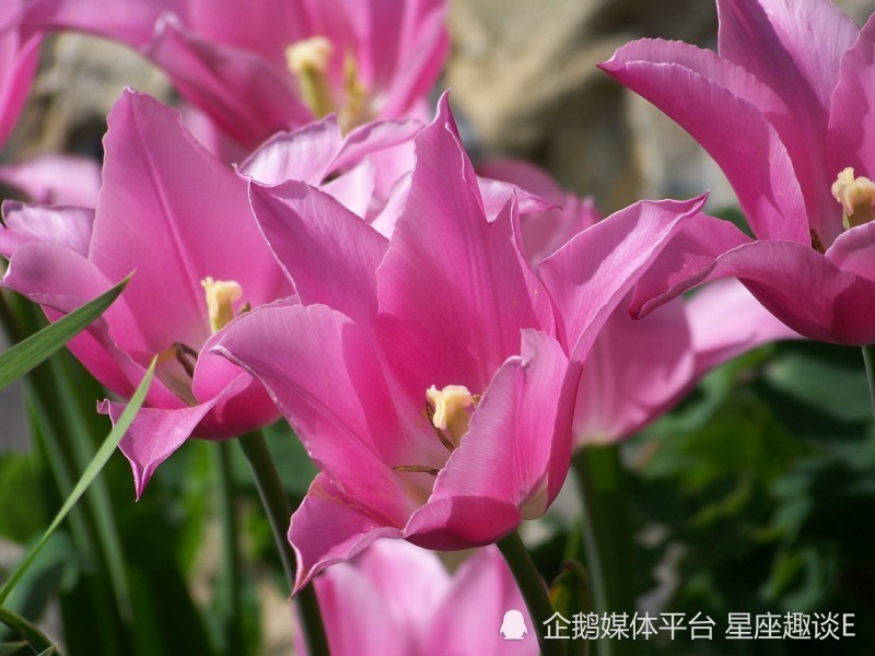 7月日星座运势 迎难而上 独当一面的四大星座 腾讯新闻