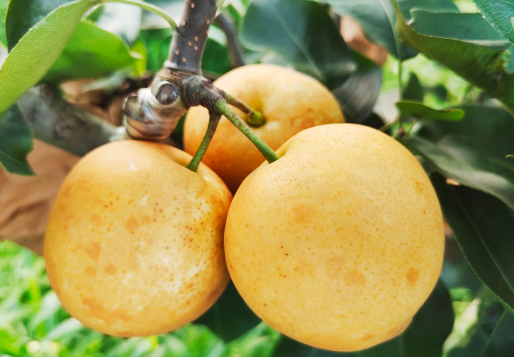 爱连州,更爱连州水晶梨!她叫李欣_腾讯新闻