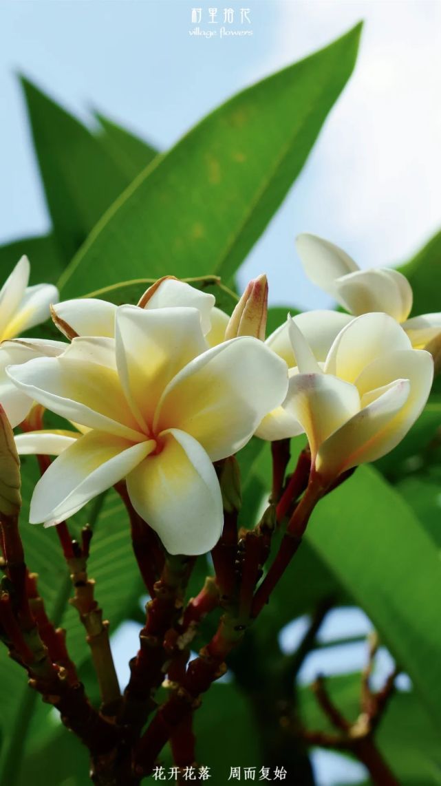 鸡蛋花随手掰一段插土里就能得到很多荷包蛋