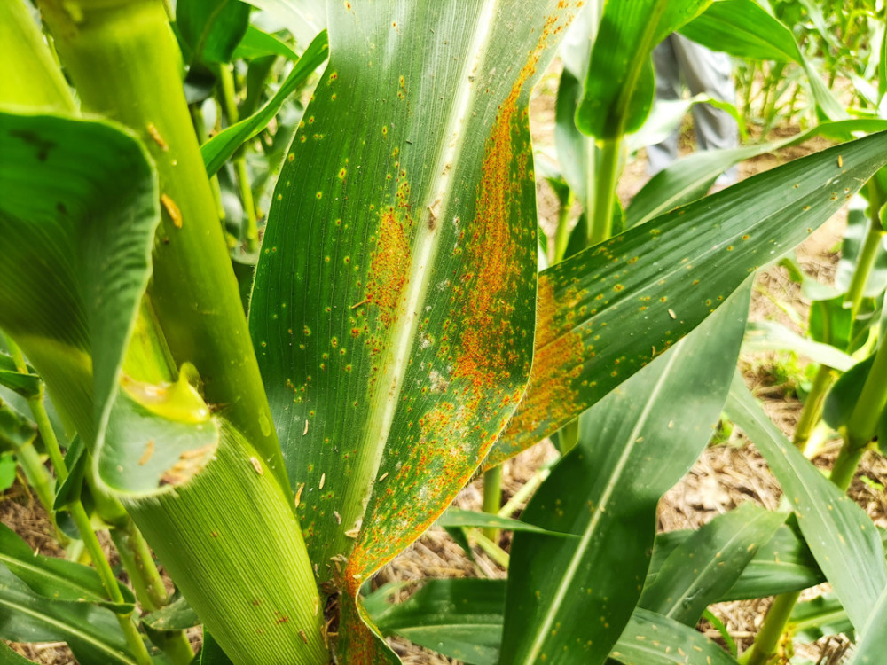 玉米锈病又将爆发大喇叭口期喷一遍农药防病杀虫又增产