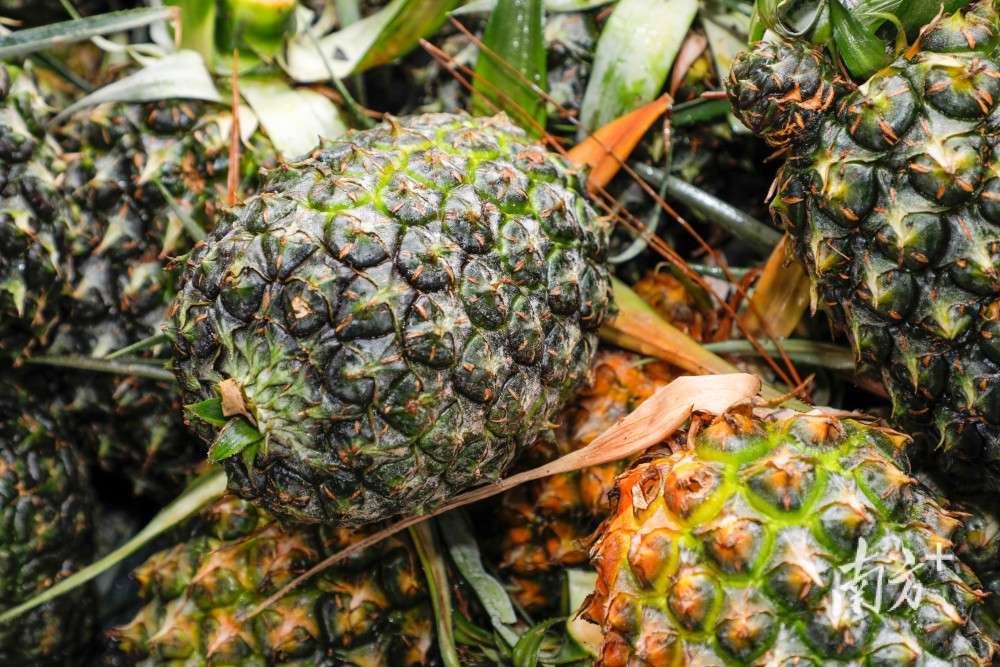 满山凤梨香惠来凤梨进入采收期