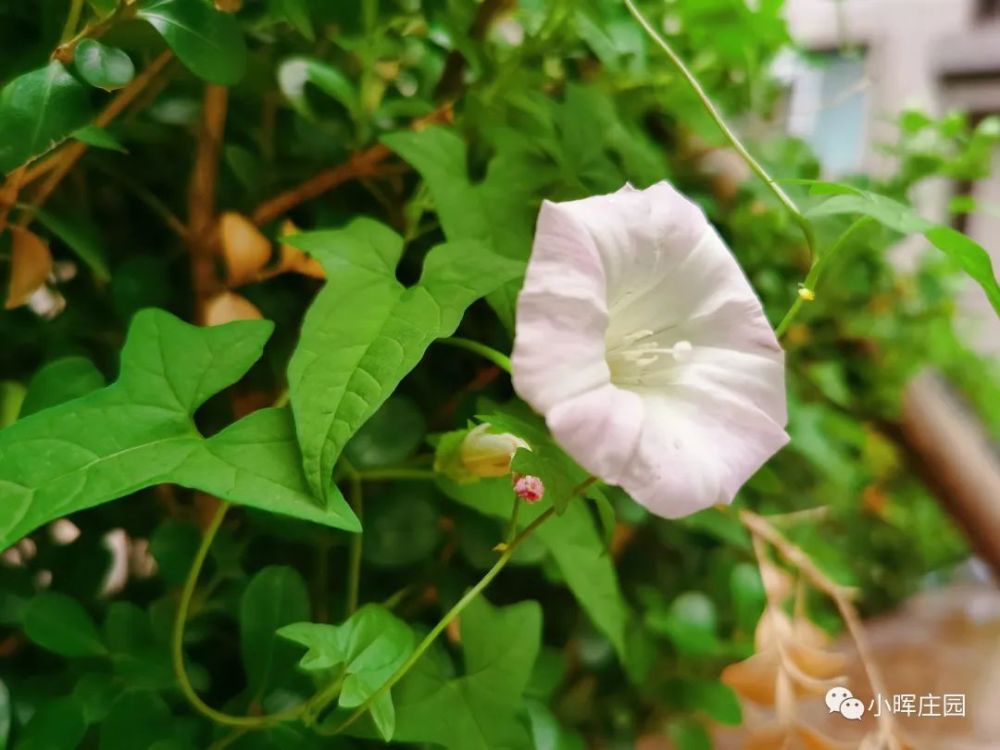 草木含情|雨后赏打碗花有感_腾讯新闻