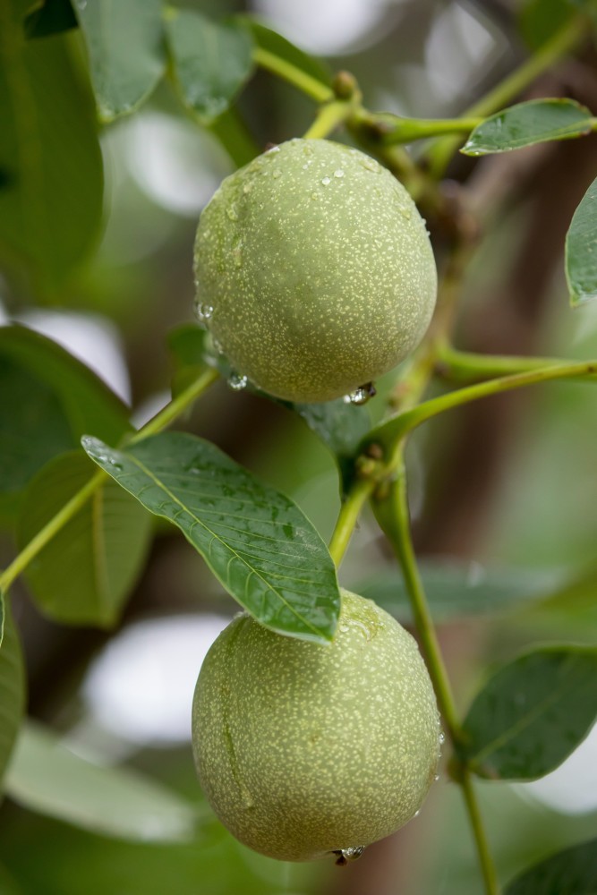 陕西人的盛夏"零嘴"天然青皮核桃_腾讯新闻