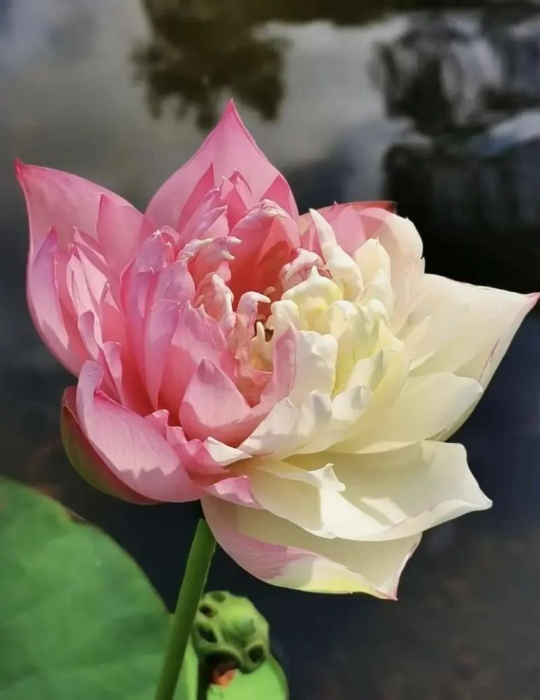均为同一盆荷花所开.