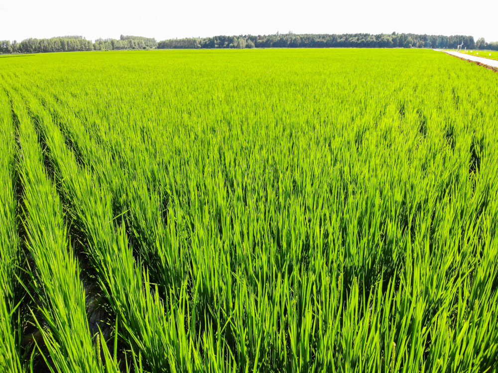 (经济)黑龙江:水稻迎风展绿