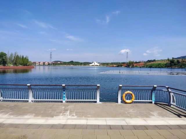 明早730他们沿着陶子湖迎着夏日开赛