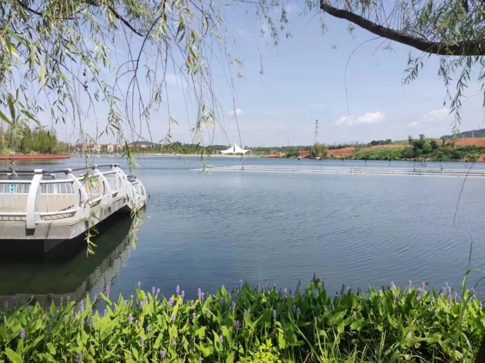 明早730他们沿着陶子湖迎着夏日开赛