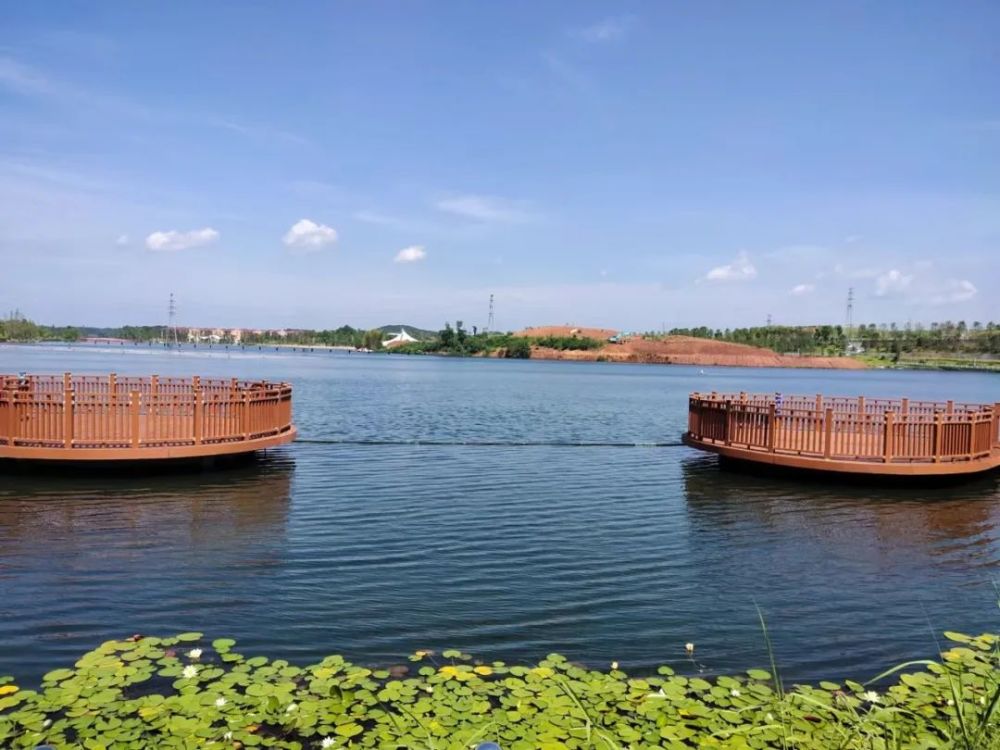 明早730他们沿着陶子湖迎着夏日开赛