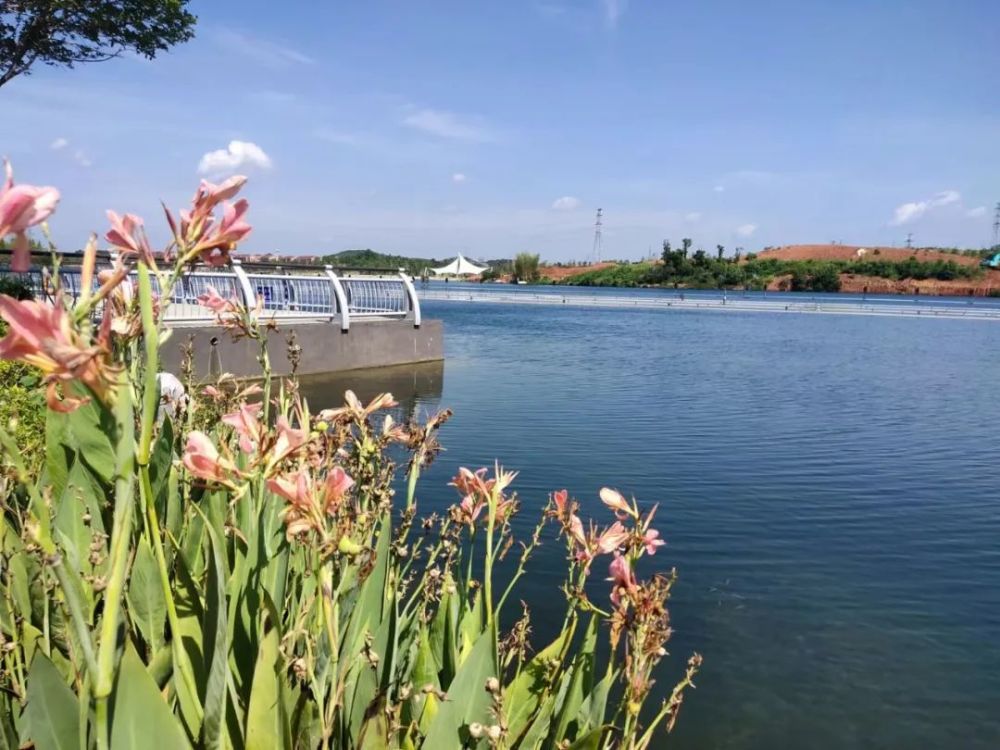 明早730他们沿着陶子湖迎着夏日开赛