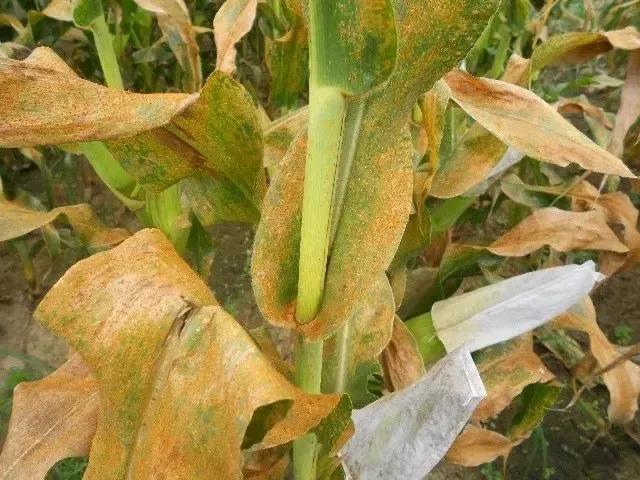 今年玉米锈病会不会爆发?做好提前预防,后期防治少走弯路_腾讯新闻