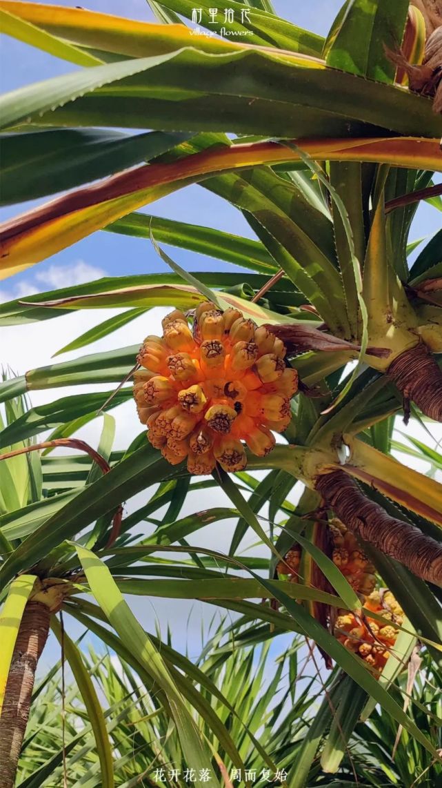 露兜树树上挂着许多地雷一样的假菠萝